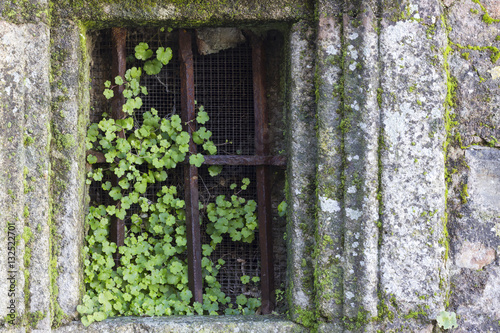 Fresh green plants growing in a rusty window.