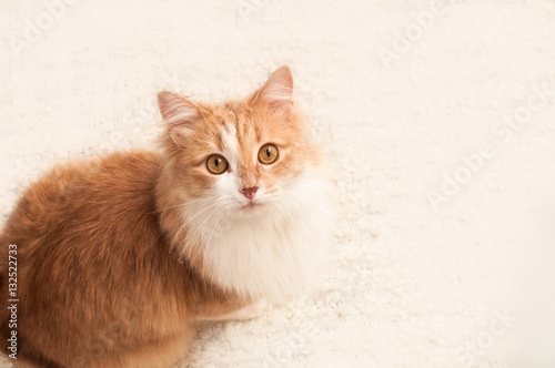 Auburn, fluffy cat sits and looks at us. Animal on a white background