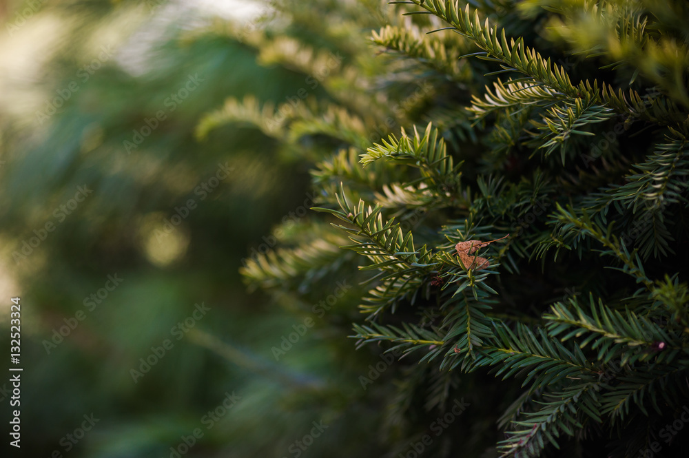 Fototapeta premium coniferous young trees