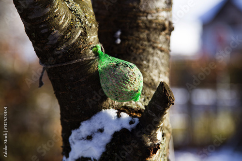 Fotografie Bird food for surviving winter