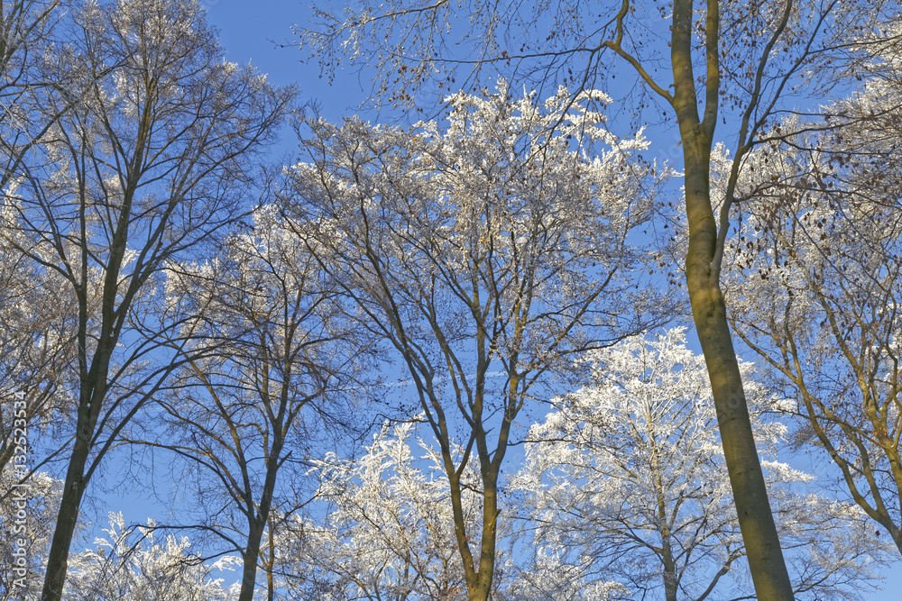 snow covered trees