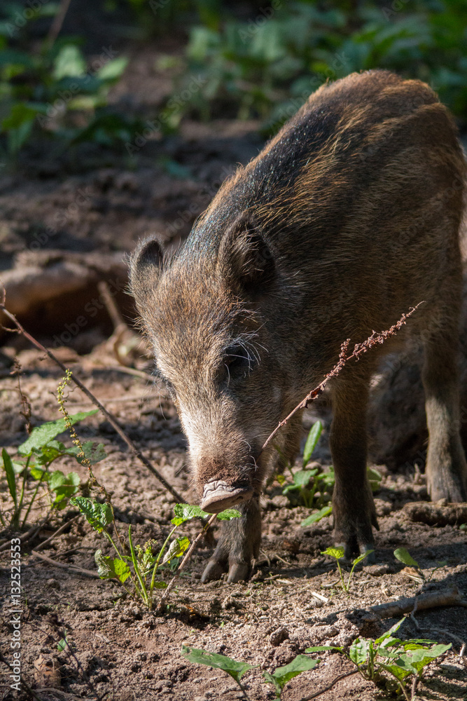 Wild boar in the forrest 10, Fuerth, Germany Wild boar in the forrest 10, Fuerth, Germany