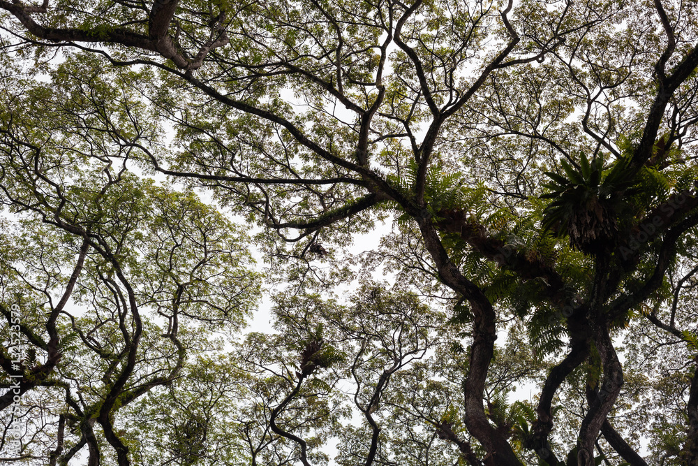 Beautiful silhouette view of tree consist of leaf and branch for background