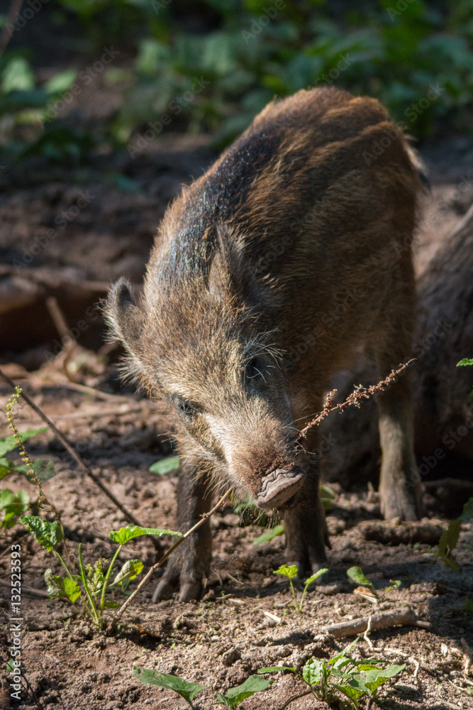 Wild boar in the forrest 9, Fuerth, Germany Wild boar in the forrest 9, Fuerth, Germany