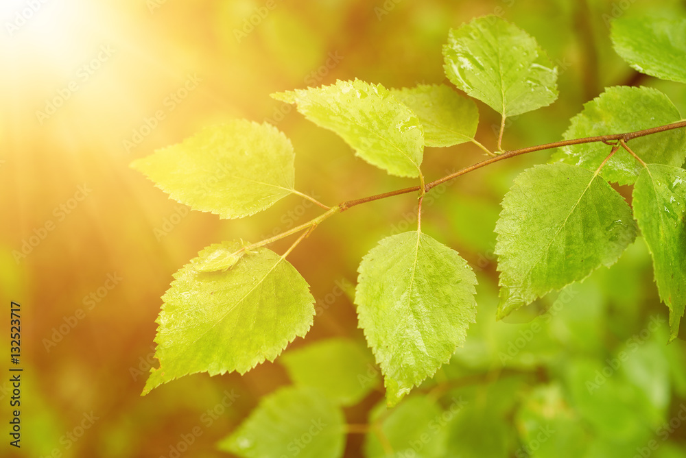 Sunny green summer leaves in the woods, eco natural seasonal background with copy space Sunny green summer leaves in the woods, eco natural seasonal background with copy space