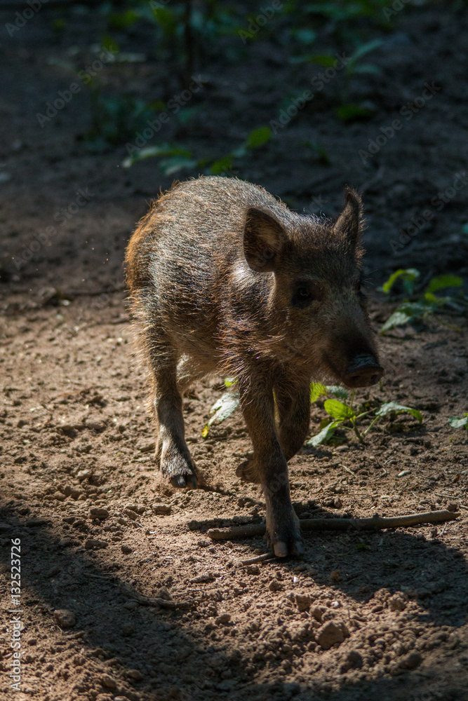 Wild boar in the forrest 2, Fuerth, Germany Wild boar in the forrest 2, Fuerth, Germany