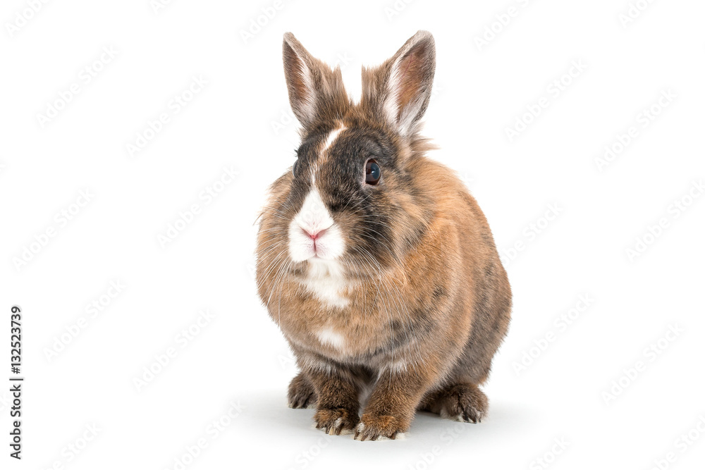 Fototapeta premium isolated image of a lionhead rabbit