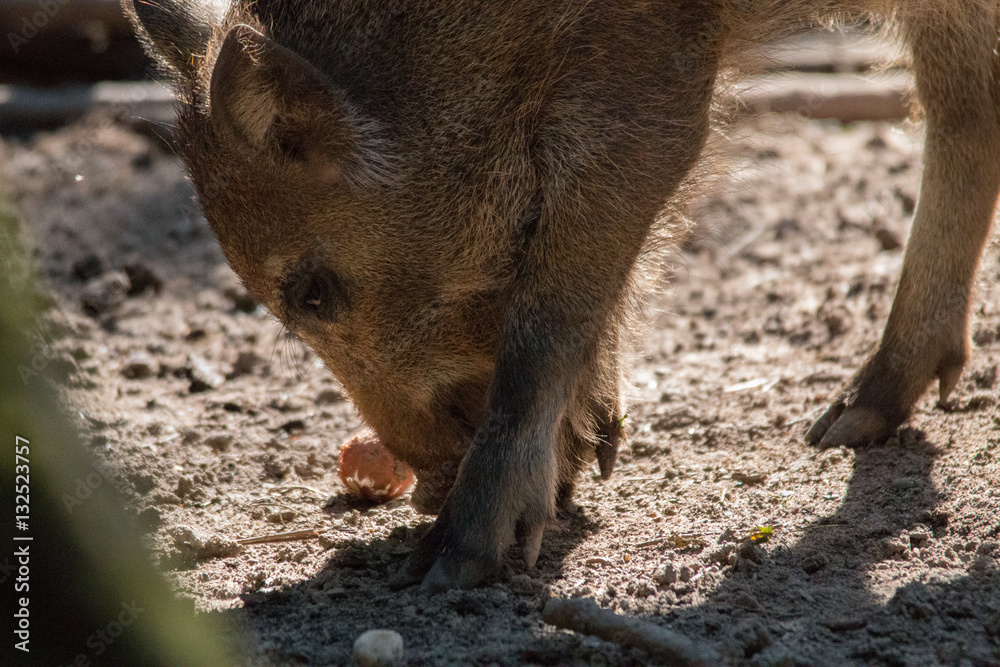 Wild boar in the forrest, Fuerth, Germany Wild boar in the forrest, Fuerth, Germany