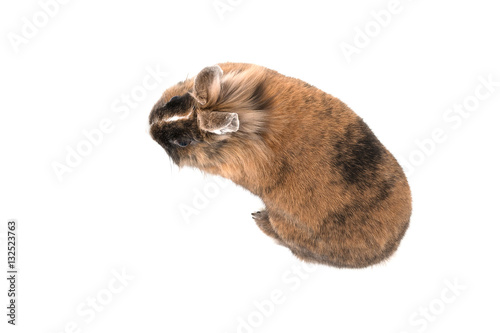 isolated image of a lionhead rabbit