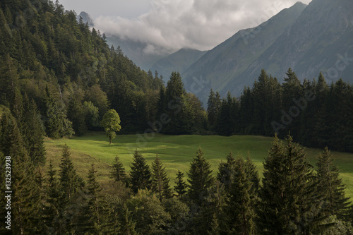 Glade in a mountain forrest, Oberstdorf, Germany