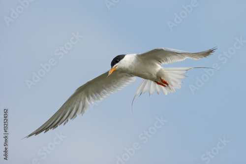 Tern in the Blue Sky