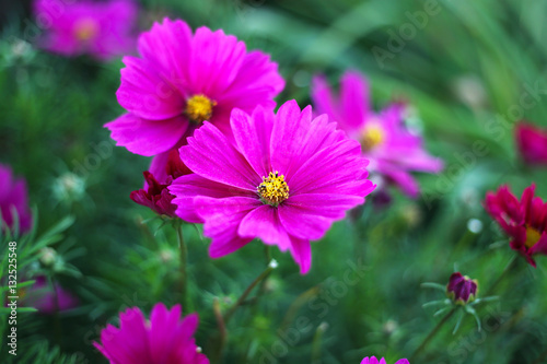 Nature background with pink Cosmos flowers