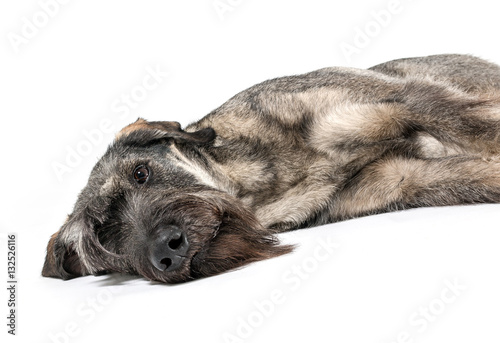 isolated image of a schnauzer