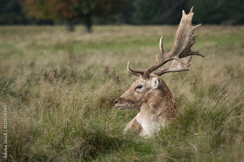 A close up profile photograph of a fallow deer stag lying in the grass with large antlers and looking left A close up profile photograph of a fallow deer stag lying in the grass with large antlers and looking left