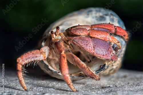 A close up photograph of a hermit crab emerging from the host shell