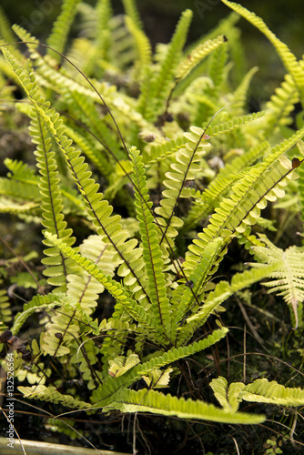 Fougère pteris d'Ascension, pteris adscensionis, Jardin botanique, Obsidia, Green montain national park,  Ile de l'Ascension, Atlantique Sud, Territoire britannique d'outre mer photo