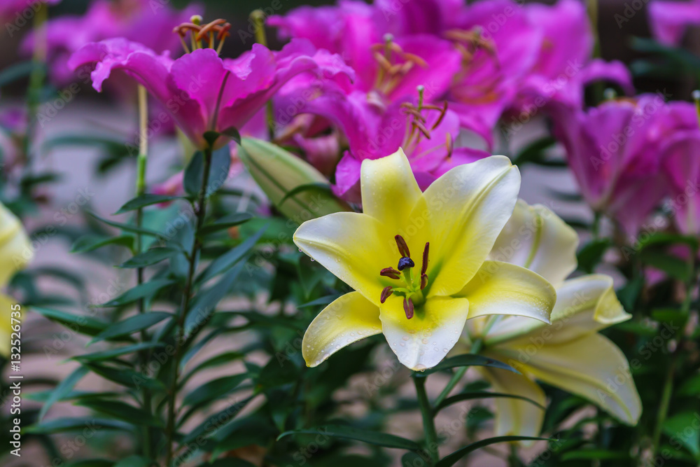 Fototapeta premium lily flowers blossom in a botanical garden in winter.