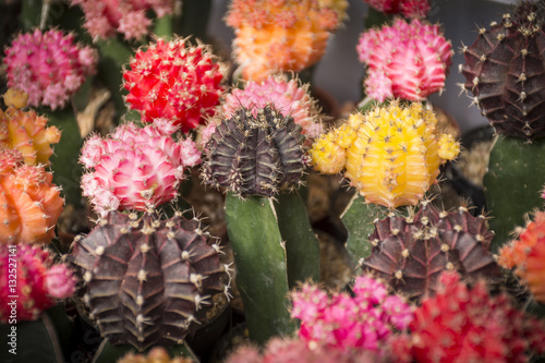 Fototapeta Naklejka Na Ścianę i Meble -  close up colorful beautiful cactus