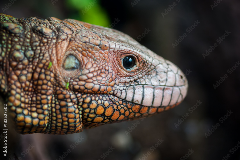 Close-up portrait of a Northern caiman lizard (Dracaena guianensis). Close-up portrait of a Northern caiman lizard (Dracaena guianensis).
