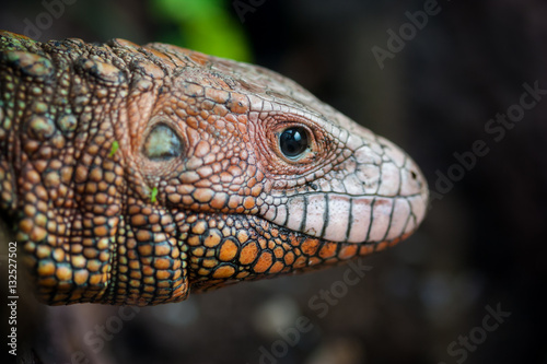 Close-up portrait of a Northern caiman lizard  Dracaena guianensis .
