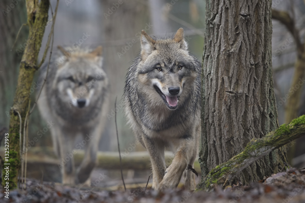 Obraz premium they are coming