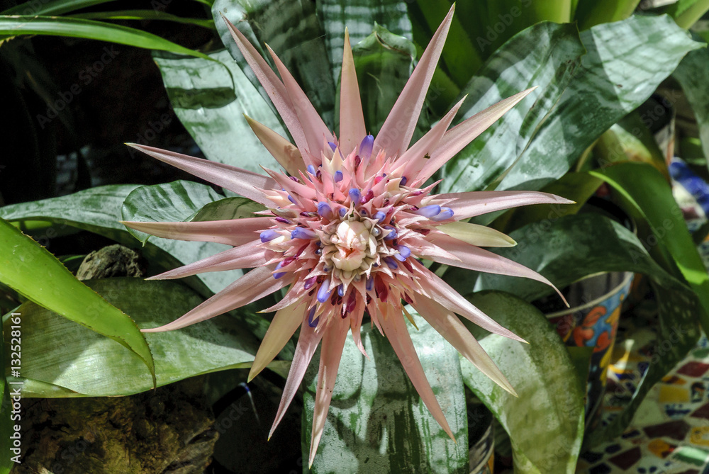 bromelia aechmea in Xcaret, Quintana Roo, Mexico. bromelia aechmea in Xcaret, Quintana Roo, Mexico.