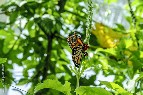 butterfly monarch in Quintana Roo, Mexico