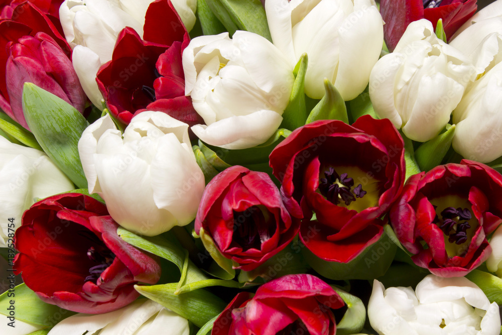 Fototapeta premium red and white tulips