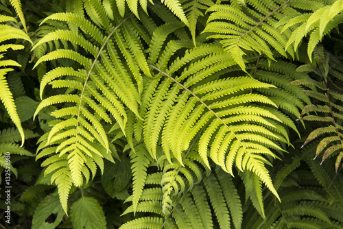 Fougère d'Ascension, Dryopteris ascensionis, Jardin botanique, Obsidia, Green montain national park,  Ile de l'Ascension, Atlantique Sud, Territoire britannique d'outre mer photo