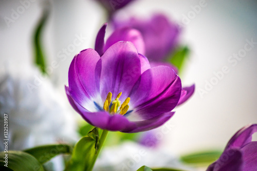 Fototapeta Naklejka Na Ścianę i Meble -  Beautiful pink fresh tulips