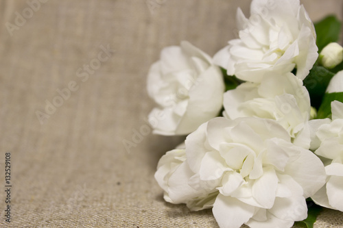 jasmine flowers © Grandiflora