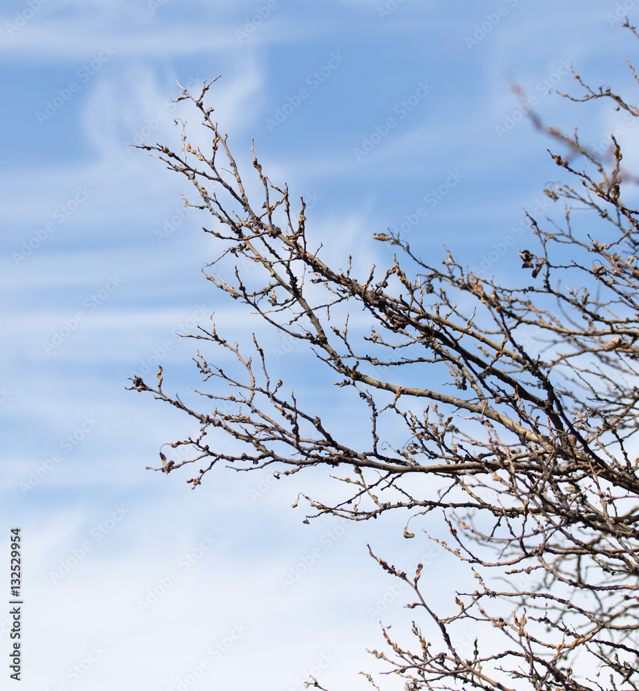 leafless tree branches against the blue sky leafless tree branches against the blue sky