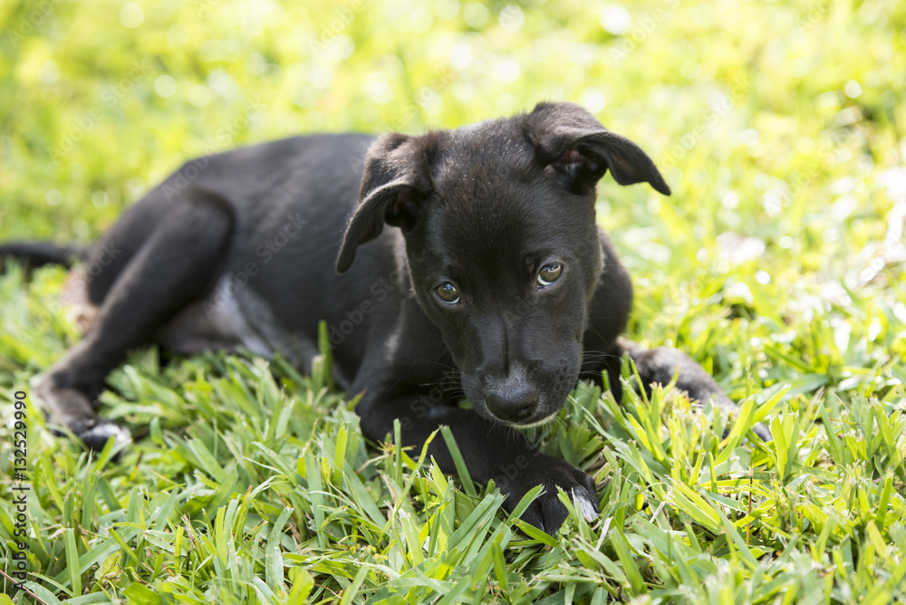 Black Puppy in the green grass 