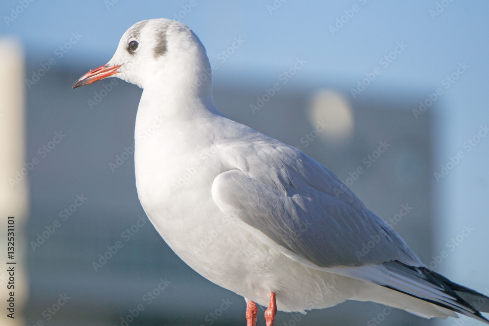 Obraz premium カモメ