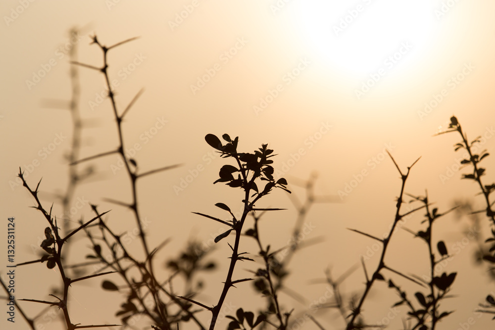Dry prickly plant on the sunset background Dry prickly plant on the sunset background