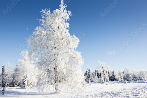 verschneite Bäume am Kniebis, Schwarzwald photo