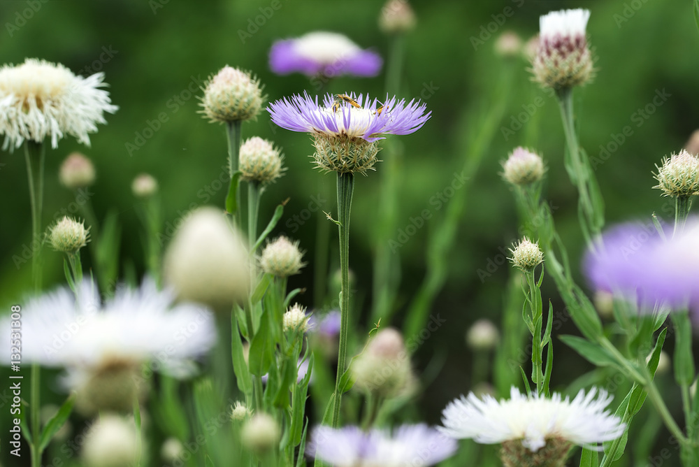 daisy daisy