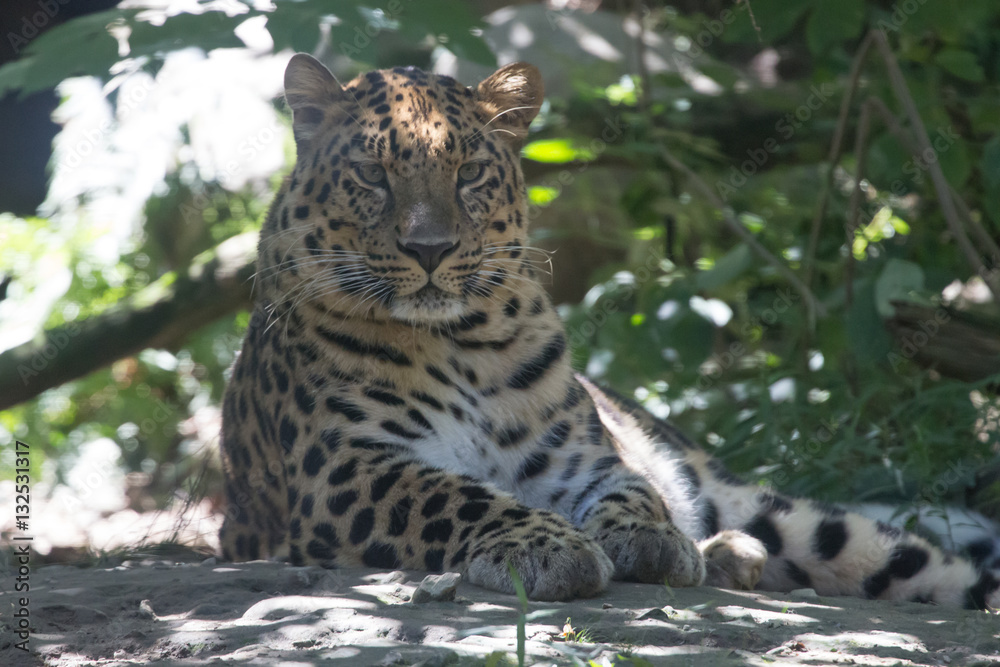 Leopardo del'Amur tra la vegetazione Leopardo del'Amur tra la vegetazione