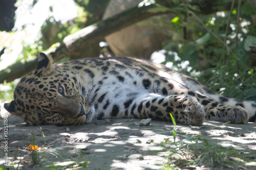 Ritratto del leopardo del'amur photo