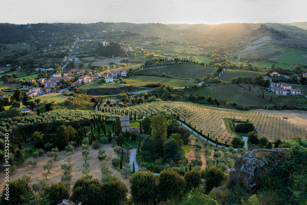 Italian olive groves at sunset