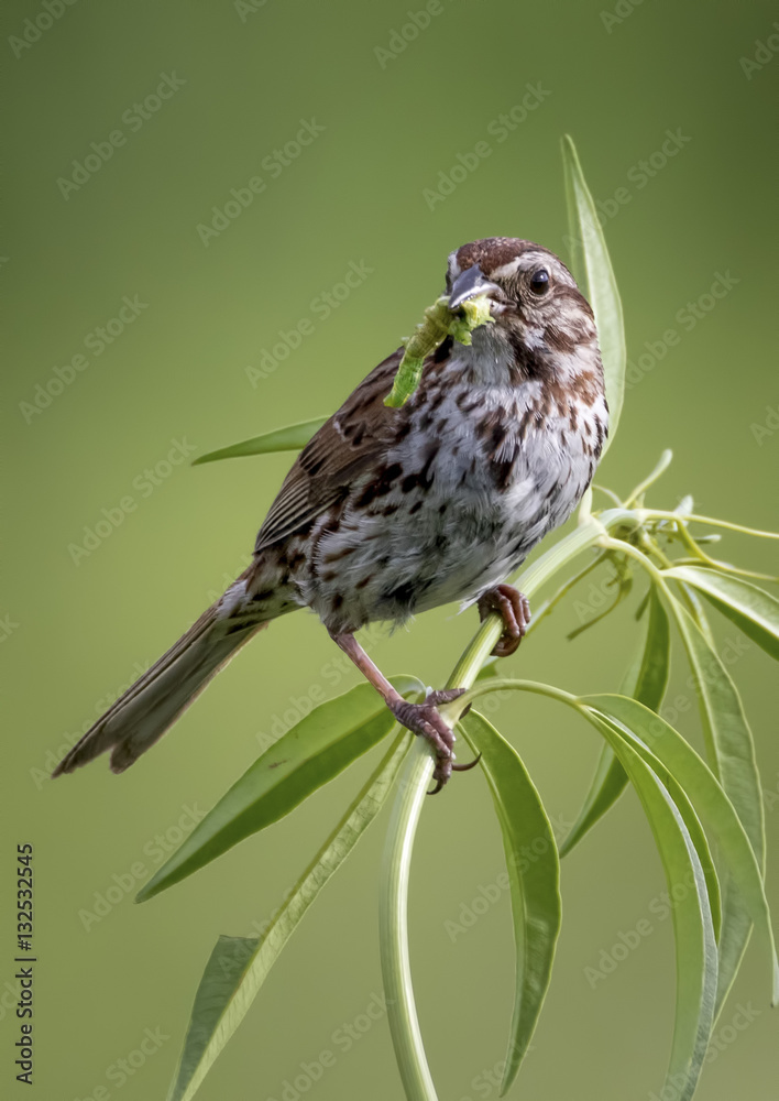Fototapeta premium Song Sparrow with worm