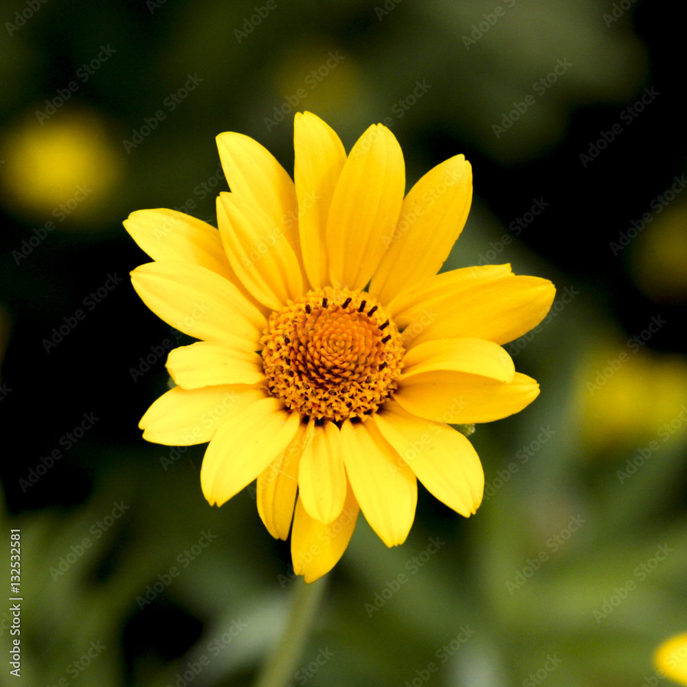 Yellow Helianthus Strumosus Sunflower Yellow Helianthus Strumosus Sunflower