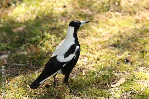 Australie oiseaux