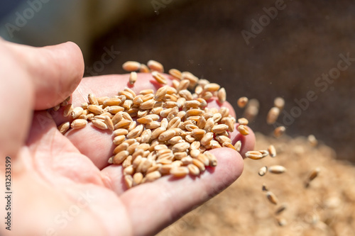 wheat in hand