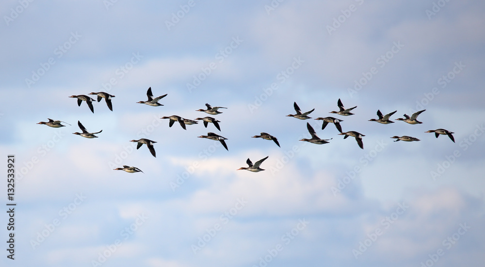 Flock of red-breasted mergansers flying against a cloudy sky
