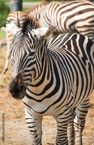 These zebras in zoo vast.