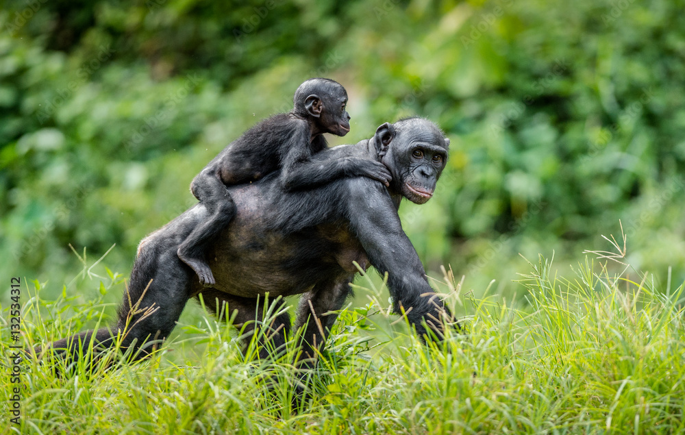 Obraz premium Bonobo Cub na plecach matki. Zielone tło naturalne w środowisku naturalnym. Bonobo (Pan paniscus), zwany szympansem karłowatym. Demokratyczna Republika Konga. Afryka