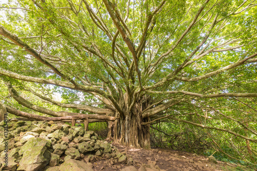 Banyan Tree on Maui