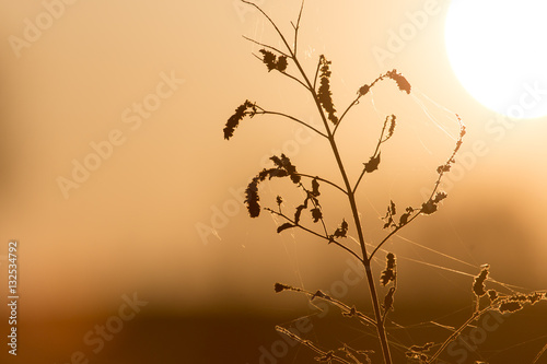 dry grass at sunset