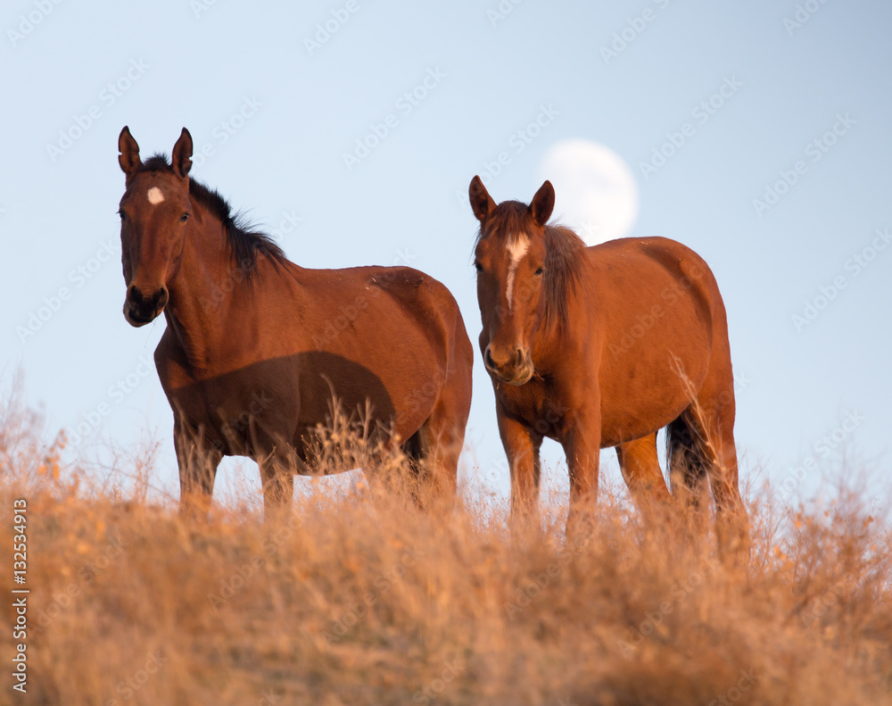 a horse in a pasture at sunset